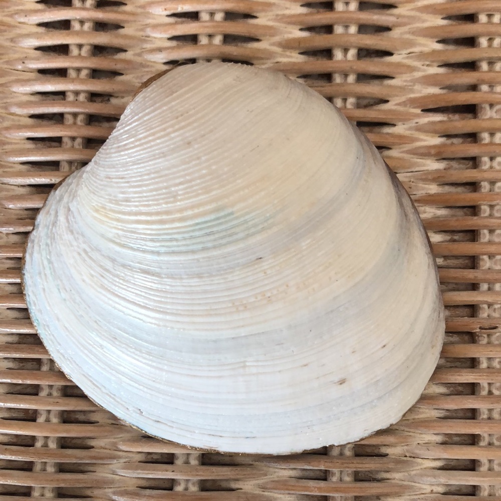 Hand Painted Clam Shell - Picture 3 of 5
